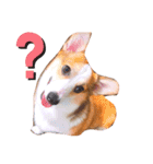 コーギーのBelle♪（個別スタンプ：4）