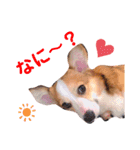 コーギーのBelle♪（個別スタンプ：8）