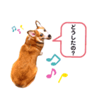 コーギーのBelle♪（個別スタンプ：11）