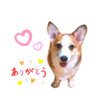 コーギーのBelle♪（個別スタンプ：13）