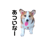 コーギーのBelle♪（個別スタンプ：14）