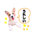 コーギーのBelle♪（個別スタンプ：15）