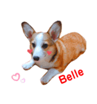 コーギーのBelle♪（個別スタンプ：16）