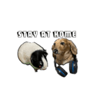 犬とモルモット（個別スタンプ：1）