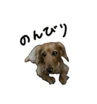 犬とモルモット（個別スタンプ：2）