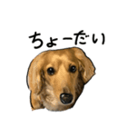犬とモルモット（個別スタンプ：8）