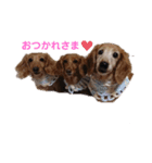 ダックス3わんしゃんりんぴ1（個別スタンプ：1）