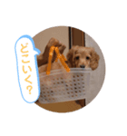 ダックス3わんしゃんりんぴ1（個別スタンプ：4）