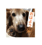 ダックス3わんしゃんりんぴ1（個別スタンプ：6）