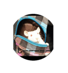 ふぁんしーらっト（個別スタンプ：4）