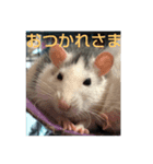 ふぁんしーらっト（個別スタンプ：5）