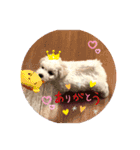 ビションのミルクくん♡（個別スタンプ：1）