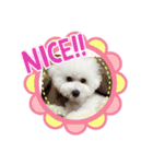 ビションのミルクくん♡（個別スタンプ：5）