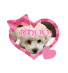 ビションのミルクくん♡（個別スタンプ：6）