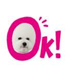 ビションのミルクくん♡（個別スタンプ：7）