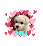 ビションのミルクくん♡（個別スタンプ：11）