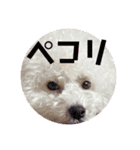 ビションのミルクくん♡（個別スタンプ：15）