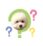 ビションのミルクくん♡（個別スタンプ：16）