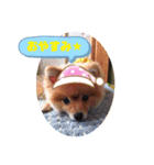 モカちゃんスタンプ Version.1（個別スタンプ：5）