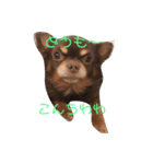 ちょこさまらいふ（個別スタンプ：8）