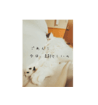 ワタの挑発的なスタンプ（個別スタンプ：5）
