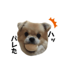 はじめまして。ワラワラと申します。（個別スタンプ：5）