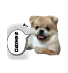 はじめまして。ワラワラと申します。（個別スタンプ：8）