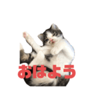 猫らふちゃんのスタンプ（個別スタンプ：1）