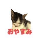 猫らふちゃんのスタンプ（個別スタンプ：2）
