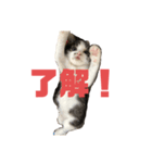 猫らふちゃんのスタンプ（個別スタンプ：3）