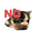猫らふちゃんのスタンプ（個別スタンプ：4）