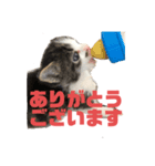 猫らふちゃんのスタンプ（個別スタンプ：5）