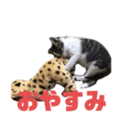 猫らふちゃんのスタンプ（個別スタンプ：6）