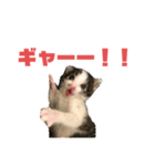 猫らふちゃんのスタンプ（個別スタンプ：7）