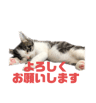 猫らふちゃんのスタンプ（個別スタンプ：8）