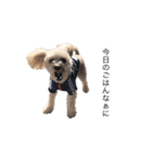 愛犬ぷーたろスタンプ（個別スタンプ：1）