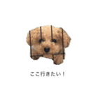 愛犬ぷーたろスタンプ（個別スタンプ：2）
