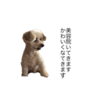 愛犬ぷーたろスタンプ（個別スタンプ：3）