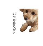 愛犬ぷーたろスタンプ（個別スタンプ：5）
