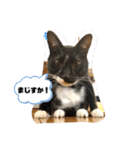 トリーズ＆ネコーズ 2（個別スタンプ：1）