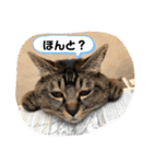 トリーズ＆ネコーズ 2（個別スタンプ：5）