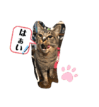 トリーズ＆ネコーズ 2（個別スタンプ：6）