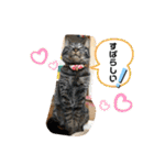 トリーズ＆ネコーズ 2（個別スタンプ：9）