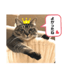 トリーズ＆ネコーズ 2（個別スタンプ：11）