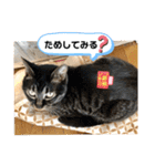 トリーズ＆ネコーズ 2（個別スタンプ：12）