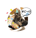 トリーズ＆ネコーズ 2（個別スタンプ：13）