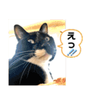 トリーズ＆ネコーズ 2（個別スタンプ：17）