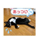 トリーズ＆ネコーズ 2（個別スタンプ：24）