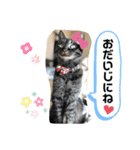 トリーズ＆ネコーズ 2（個別スタンプ：27）