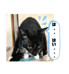トリーズ＆ネコーズ 2（個別スタンプ：38）